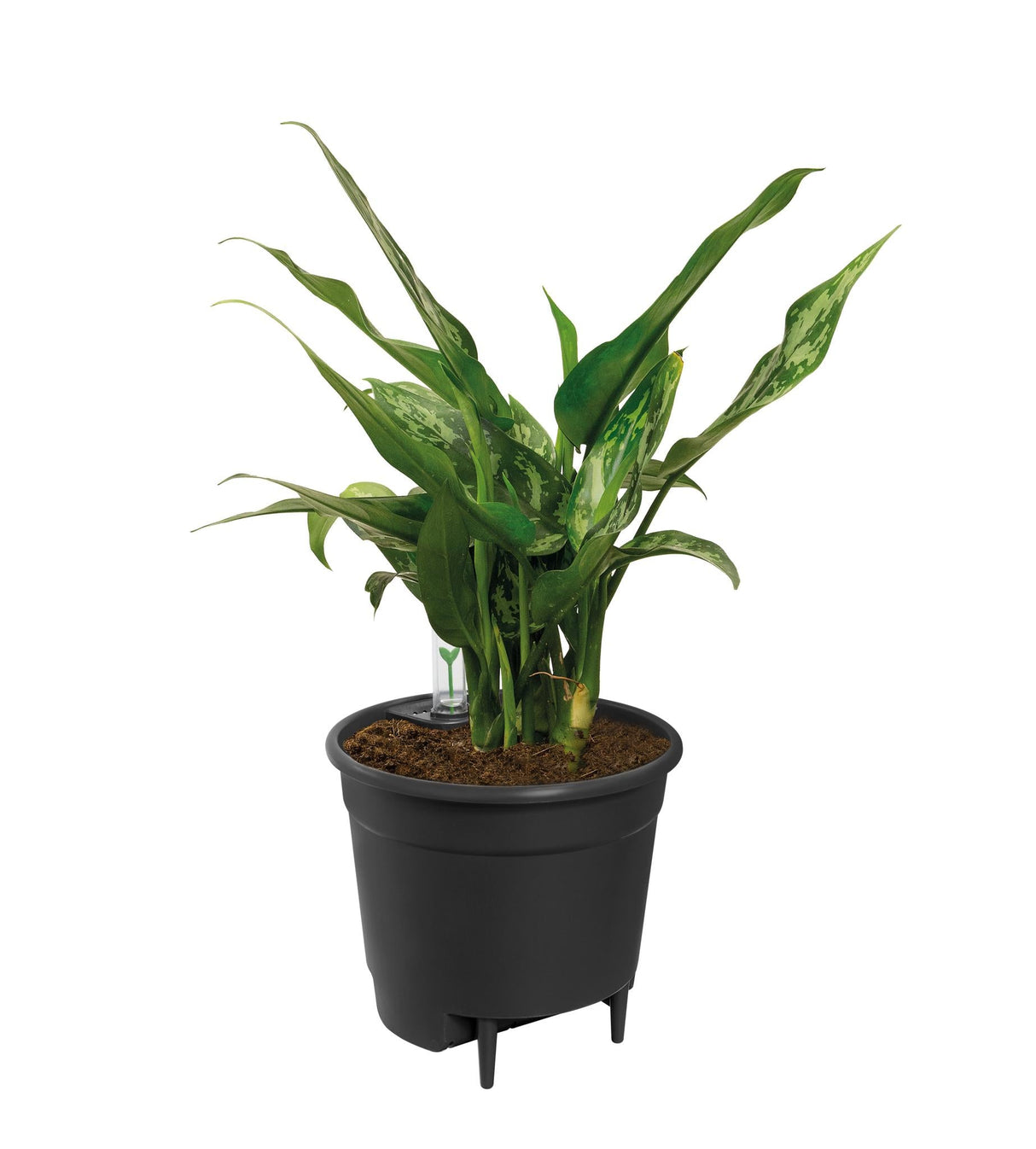 Livraison plante Insert Autonome - 43 cm