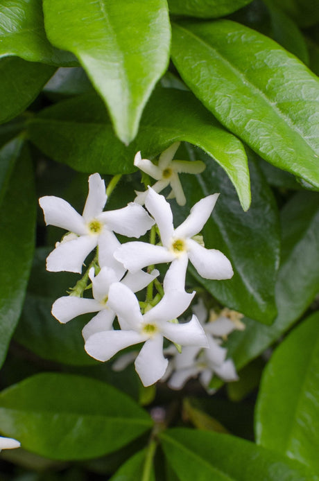 Livraison plante Jasmin étoilé 'Star of Venise'