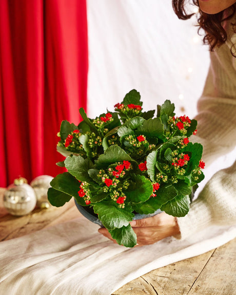 Livraison plante Kalanchoe rouge - décoration Noël