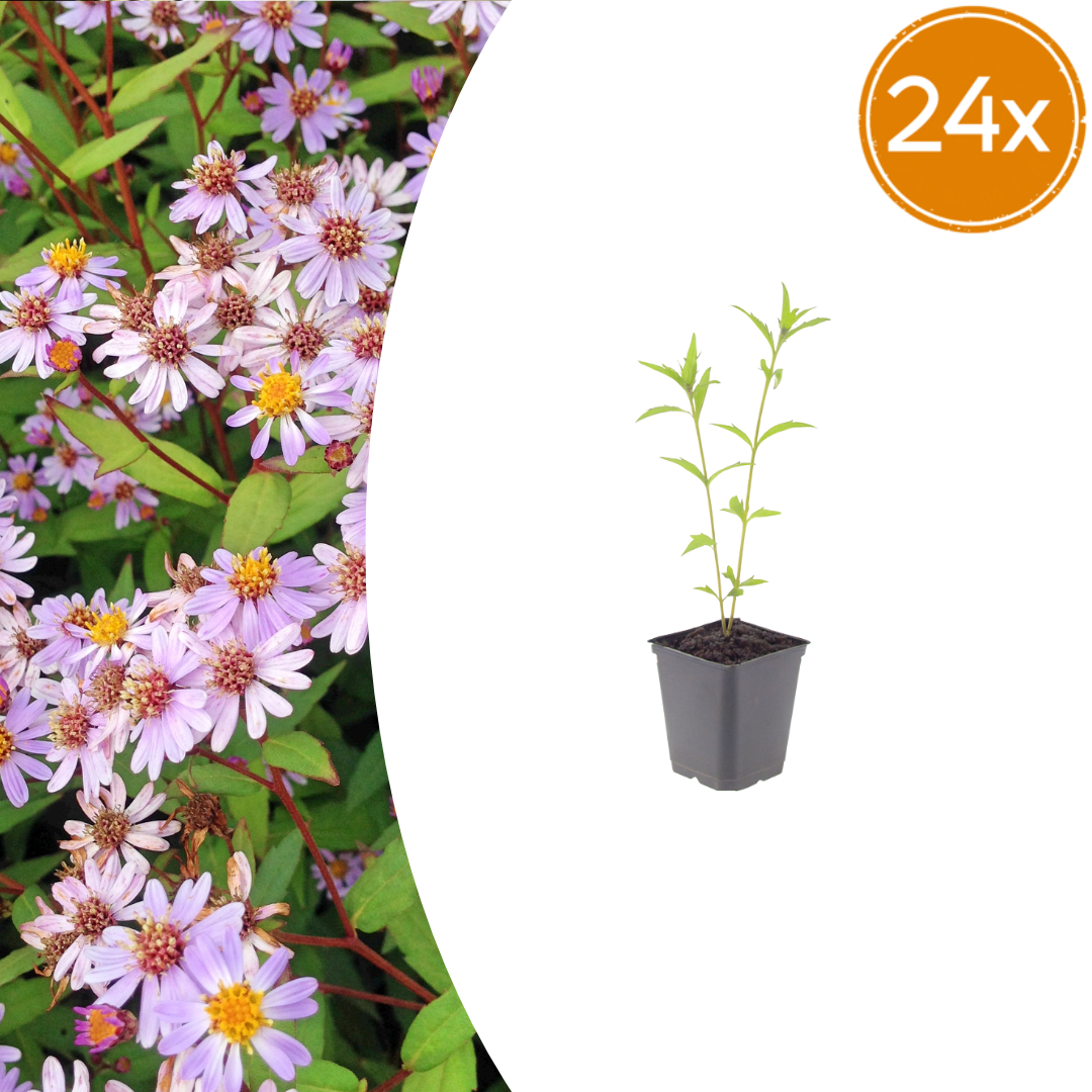 Livraison plante Kalimeris blue star