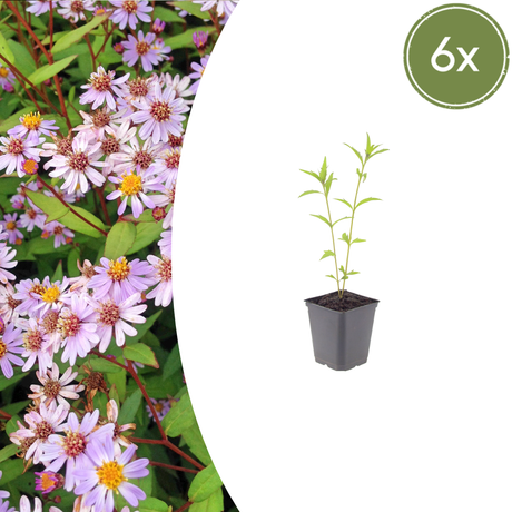 Livraison plante Kalimeris blue star