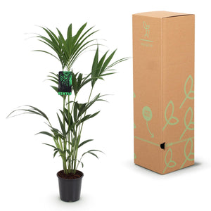 Livraison plante Kentia Howea forsteriana d21 cm – H120 cm
