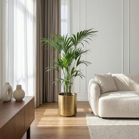 Livraison plante Kentia Howea Forsteriana d24cm H40cm