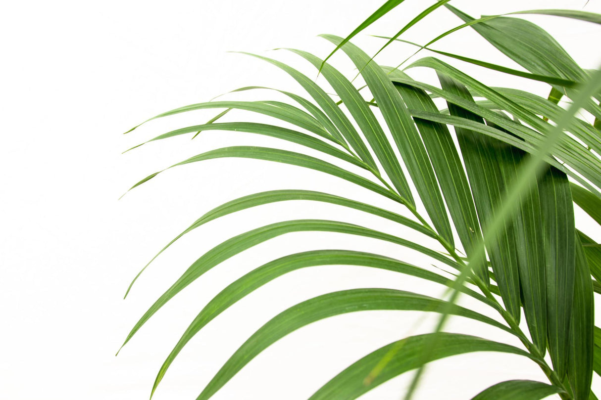 Livraison plante Kentia palmier