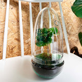 Livraison plante Kit Terrarium DIY - ALMA