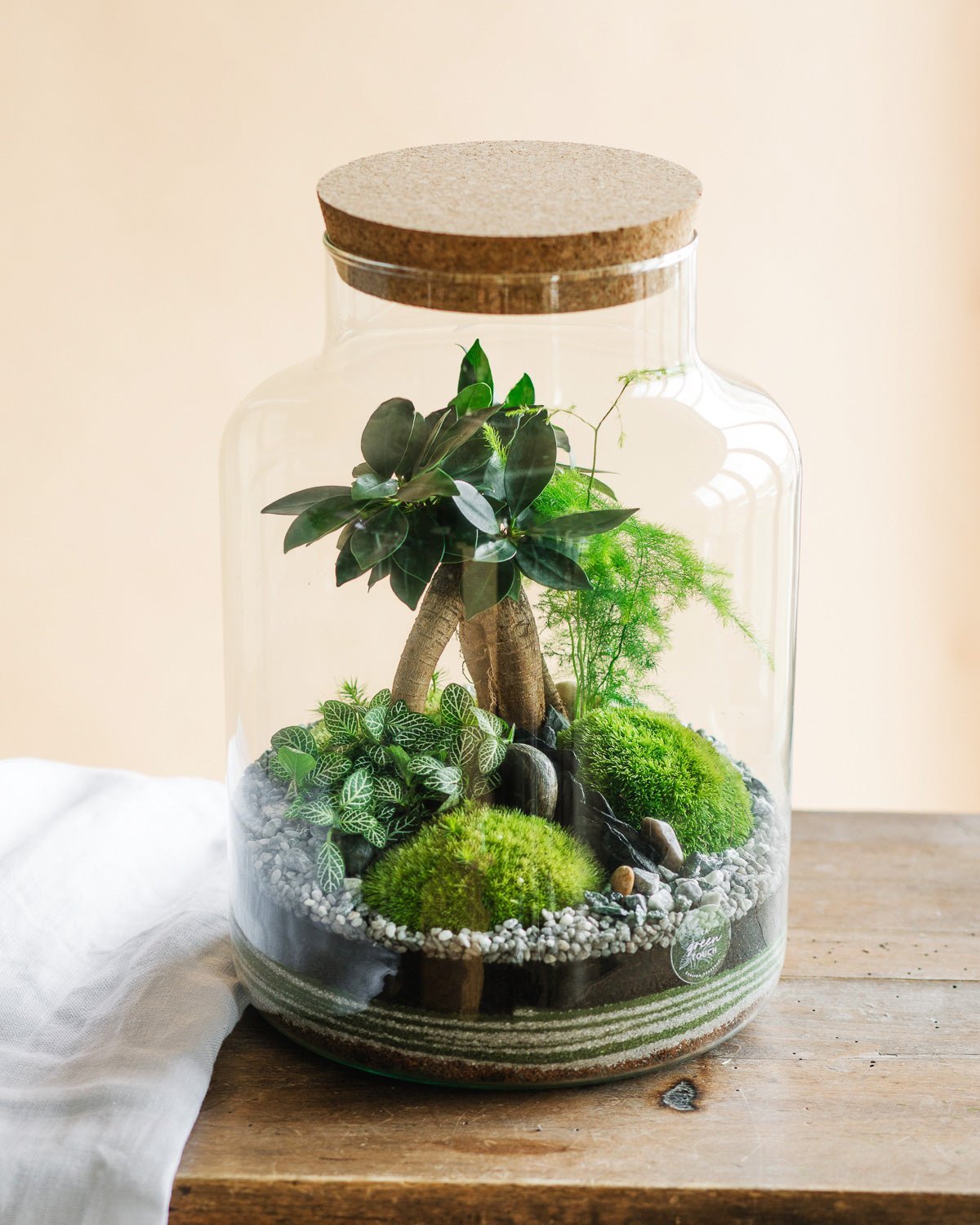 Livraison plante Kit Terrarium DIY - CORTICA