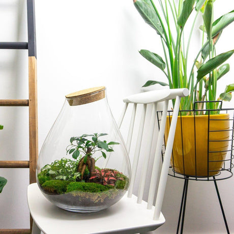 Livraison plante Kit Terrarium DIY - DOORN