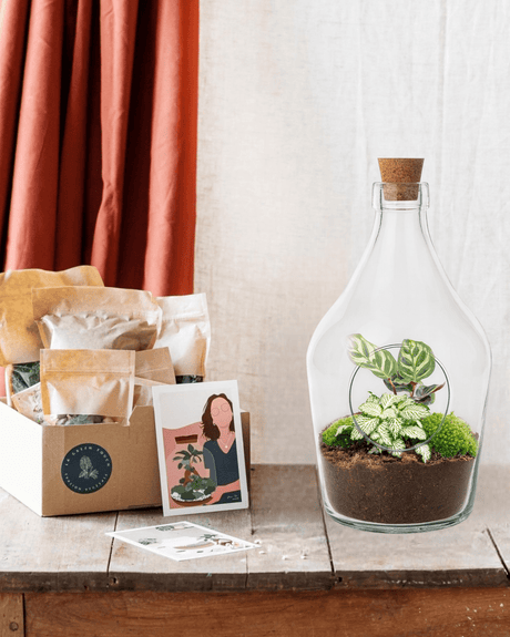 Livraison plante Kit Terrarium DIY - JOY