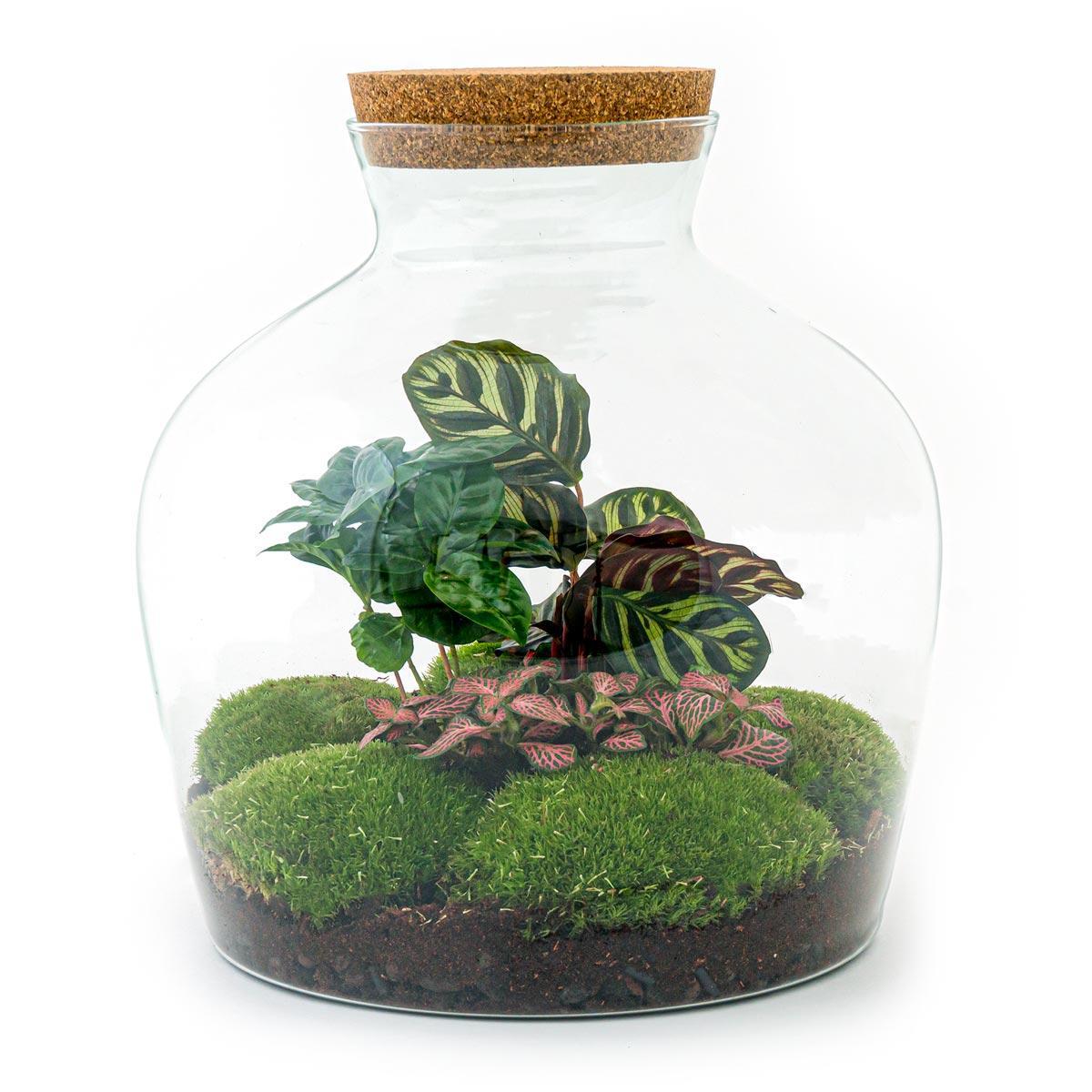 Livraison plante Kit Terrarium DIY - JOY