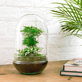 Livraison plante Kit Terrarium DIY - PARIS