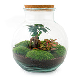 Livraison plante Kit Terrarium DIY - TEDDY