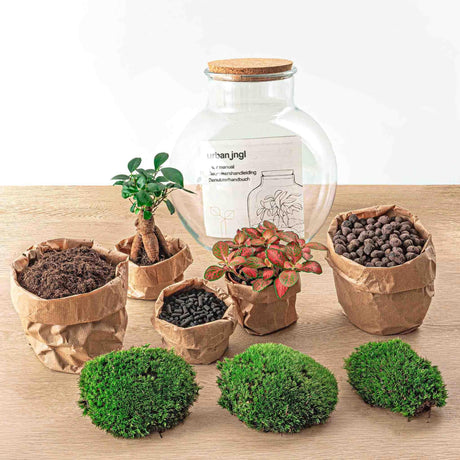 Livraison plante Kit Terrarium DIY - TEDDY