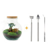 Livraison plante Kit Terrarium DIY - TEDDY