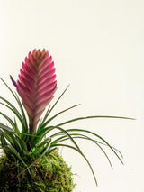 Livraison plante Kokedama - Tillandsia