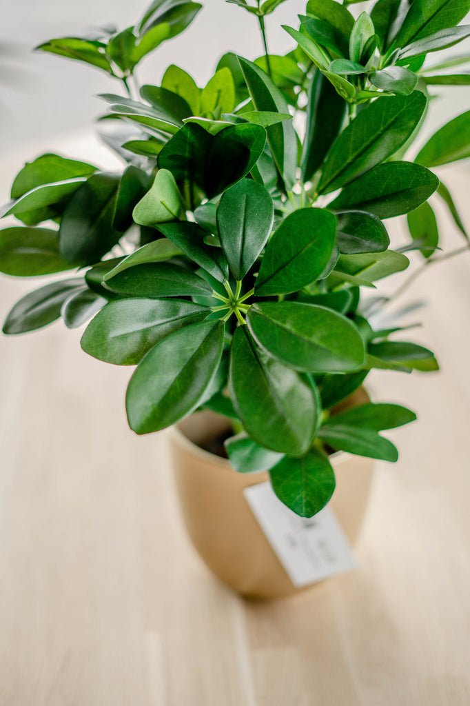 Livraison plante Kunstplant Baby Schefflera 45 cm