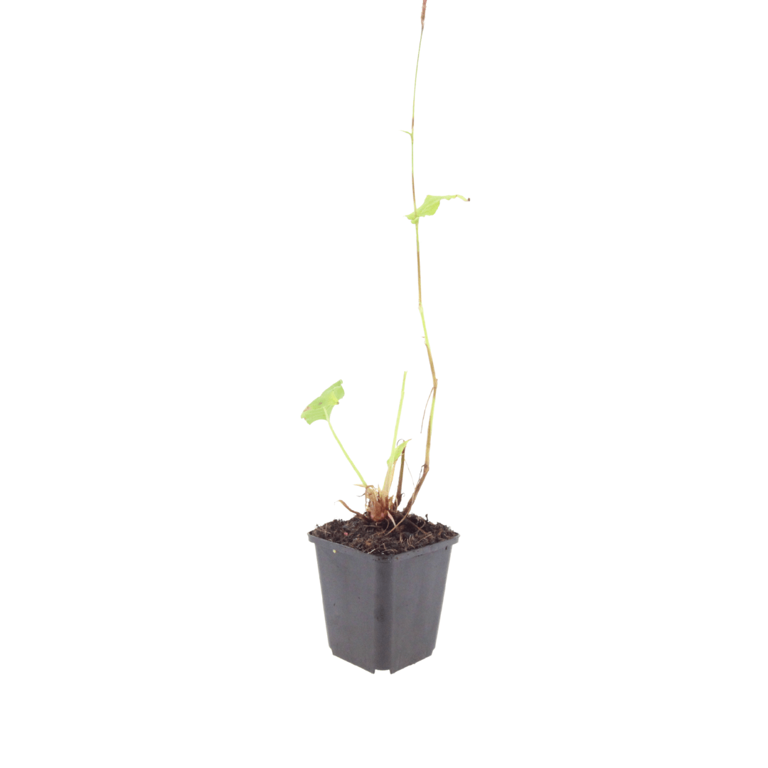 Livraison plante La renouée rouge