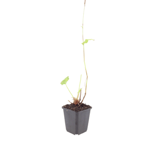 Livraison plante La renouée rouge