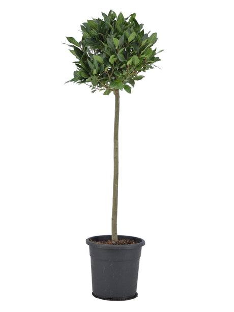 Livraison plante Laurier Nobilis sur tronc H120cm