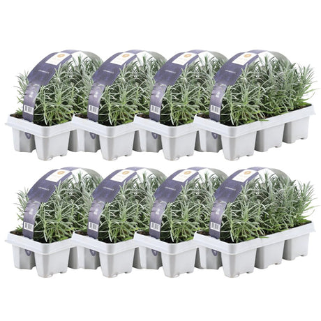 Livraison plante Lavande angustifolia - 8 packs de 6