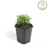 Livraison plante Lavande 'Hidcote' - Lot de 6