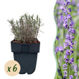 Livraison plante Lavandula Hidcote – Lot de 6 – Pot 17 cm – Hauteur 30 cm