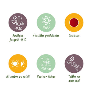 Livraison plante Leucothoe Little Flame – Lot de 1 – Pot 17cm – Hauteur 40cm