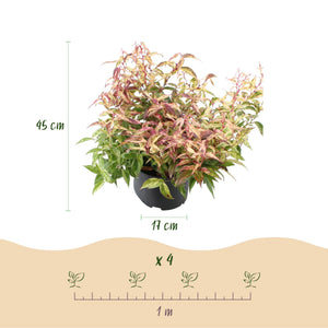 Livraison plante Leucothoe Makijaz – Lot de 1 – Pot 17 cm – Hauteur 45 cm