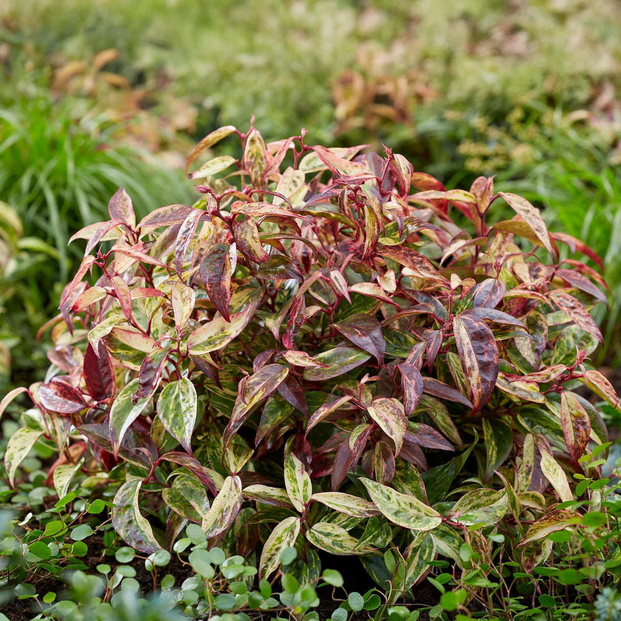 Livraison plante Leucothoe Makijaz – Lot de 1 – Pot 17 cm – Hauteur 45 cm