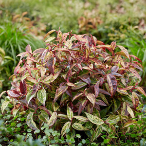 Livraison plante Leucothoe Makijaz – Lot de 1 – Pot 17 cm – Hauteur 45 cm
