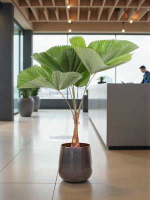 Licuala Grandis Palme