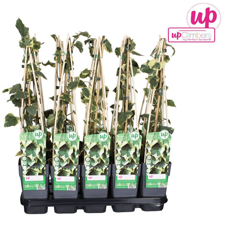 Livraison plante Lierre Hedera Colchica 'Dentata Variegata' - ↨65cm - Ø15 - plante d'extérieur