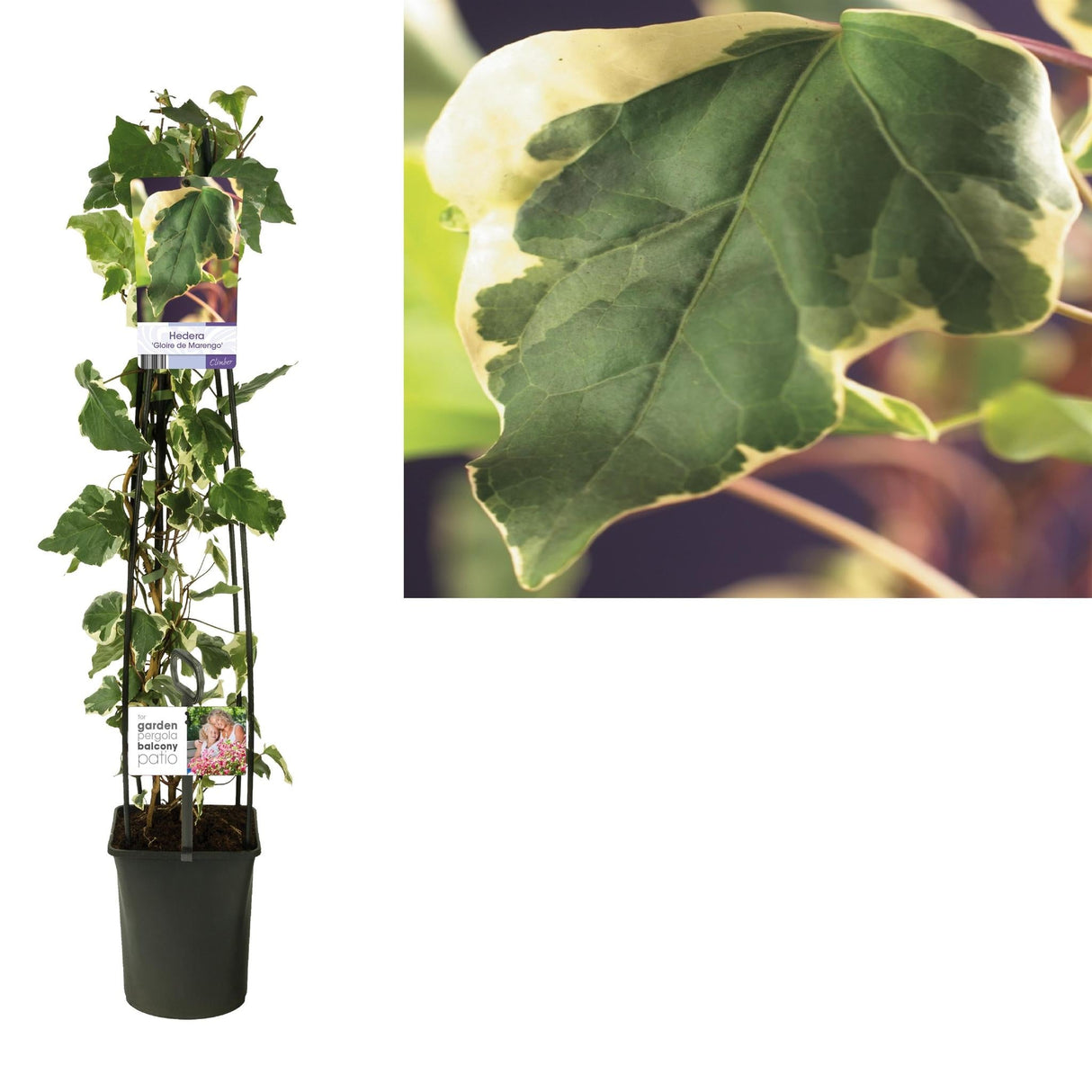 Livraison plante Lierre Hedera 'Gloire De Marengo' d23cm h115cm