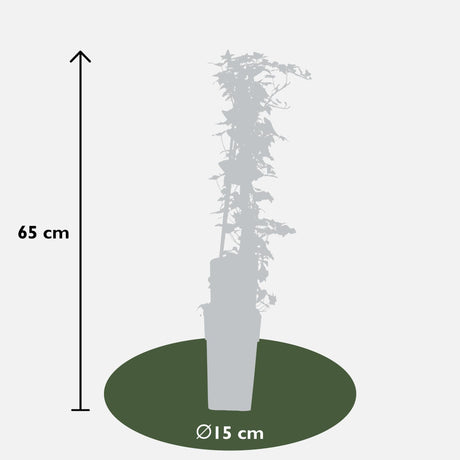 Livraison plante Lierre Hedera Helix - ↨65cm - Ø15 - plante d'extérieur grimpante