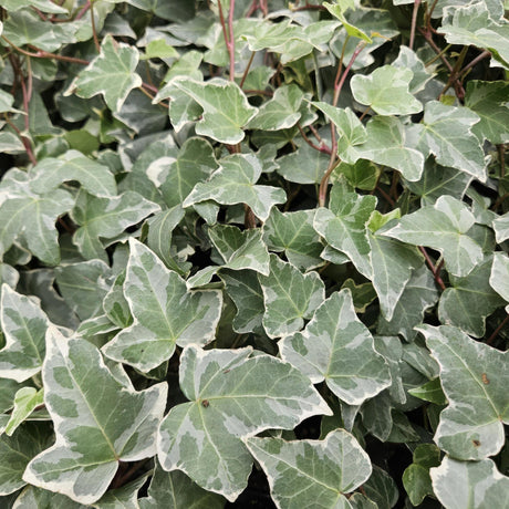 Livraison plante Lierre Hedera helix Glacier