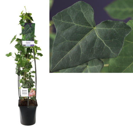 Livraison plante Lierre Hedera Hibernica h115cm