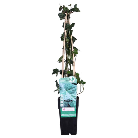 Livraison plante Lierre - Hedera Irish - ↨65cm - Ø15 - plante d'extérieur grimpante