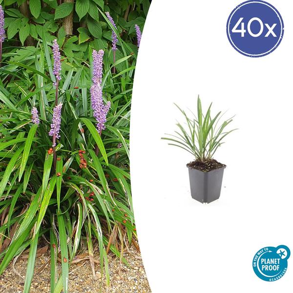 Livraison plante Liriope muscari Ingwersen