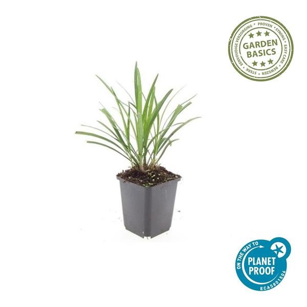 Livraison plante Liriope muscari Ingwersen