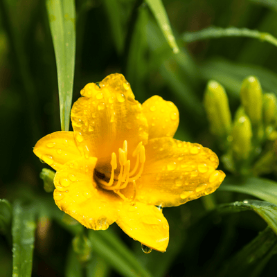 Taglilie (Hemerocallis) 'Stella De Oro'