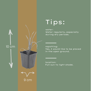Livraison plante Lis d'un jour Stella de oro