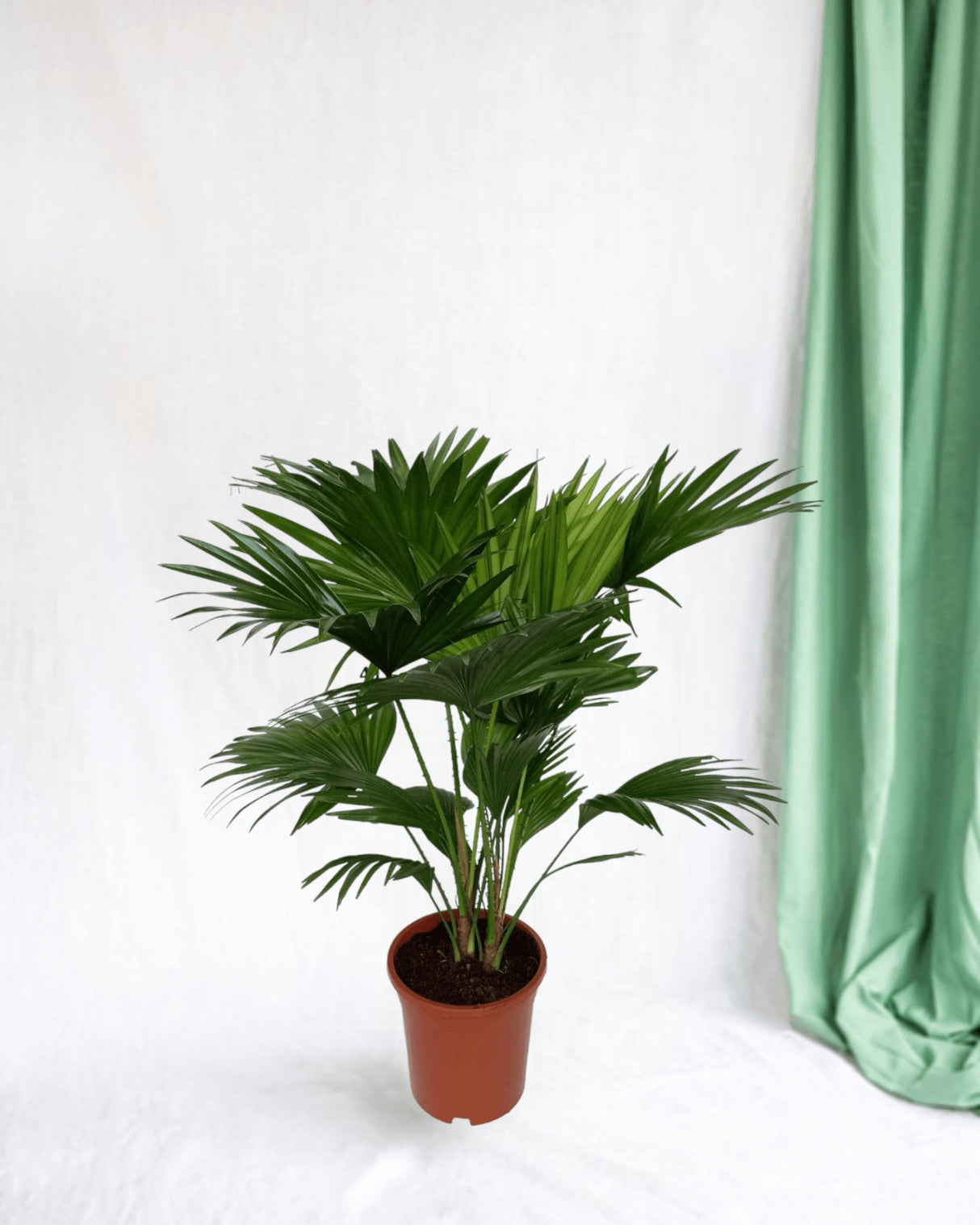 Livraison plante Livistona Rotundifolia h70cm