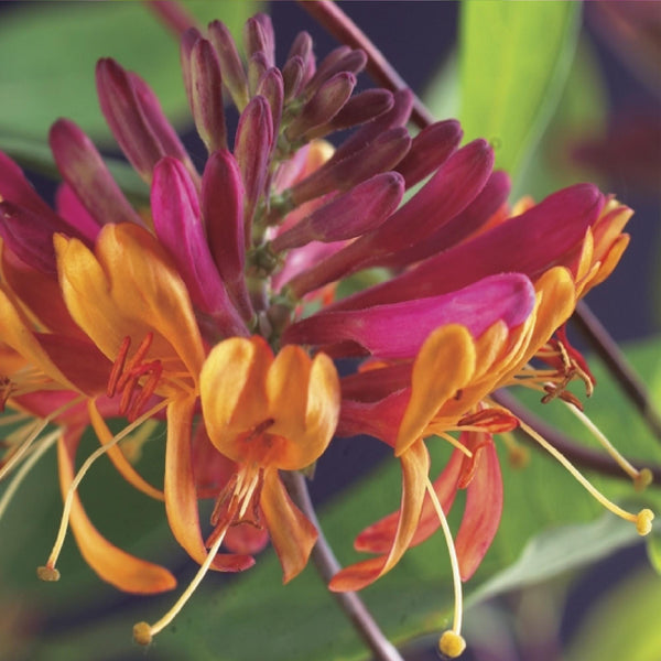 Livraison plante Lonicera heckrottii Goldflame – Lot de 2 – Hauteur 40 cm