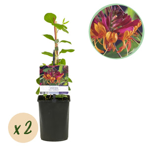 Livraison plante Lonicera heckrottii Goldflame – Lot de 2 – Hauteur 40 cm