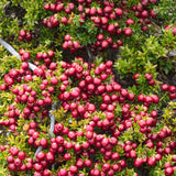 Livraison plante Lot de 6 gaulthéries mucronées rouge - Pernettya mucronata Ø12cm | ↨20cm