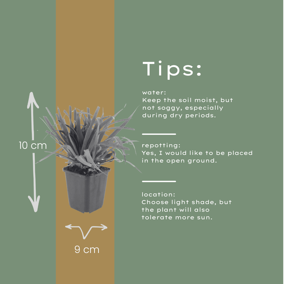 Livraison plante Luzule sylvatica