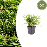 Livraison plante Luzule sylvatica