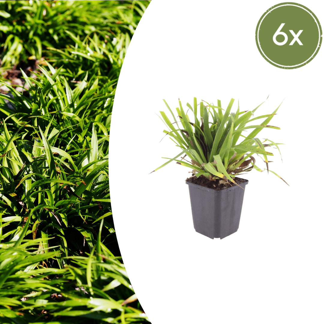 Livraison plante Luzule sylvatica