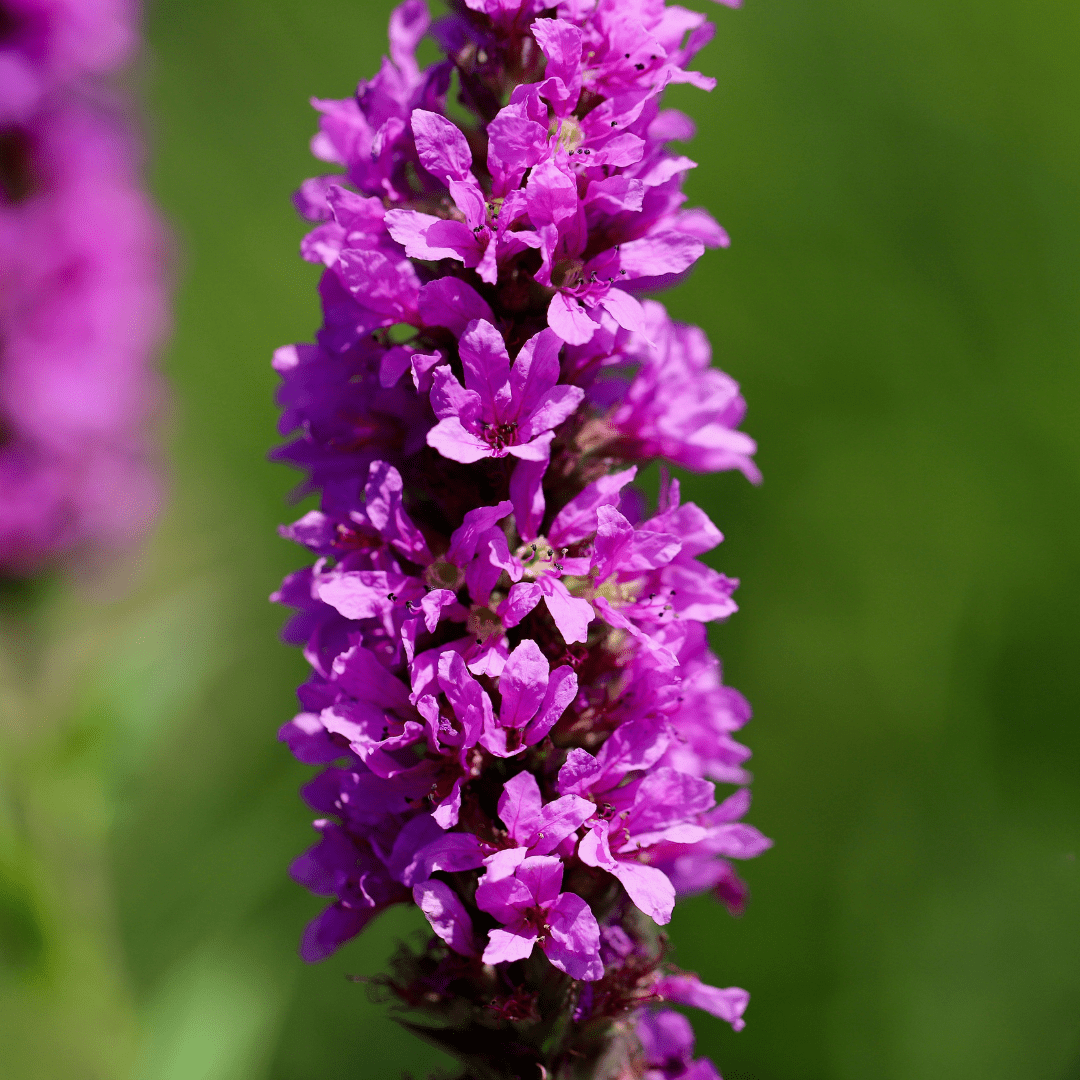 Livraison plante Lythrum salicaire