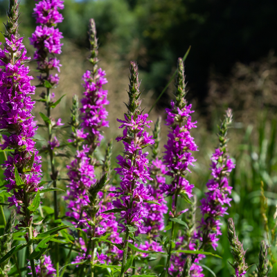 Gewöhnlicher Blutweiderich (Lythrum salicaria) 'Blutweiderich'