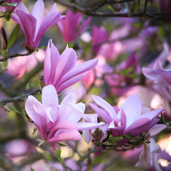 Livraison plante Magnolia Betty – Lot de 1 – Pot 12 cm – Hauteur 30 cm